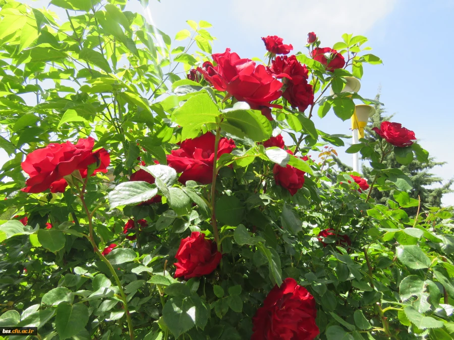 گلهای پردیس