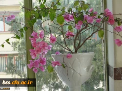 گلهای پردیس