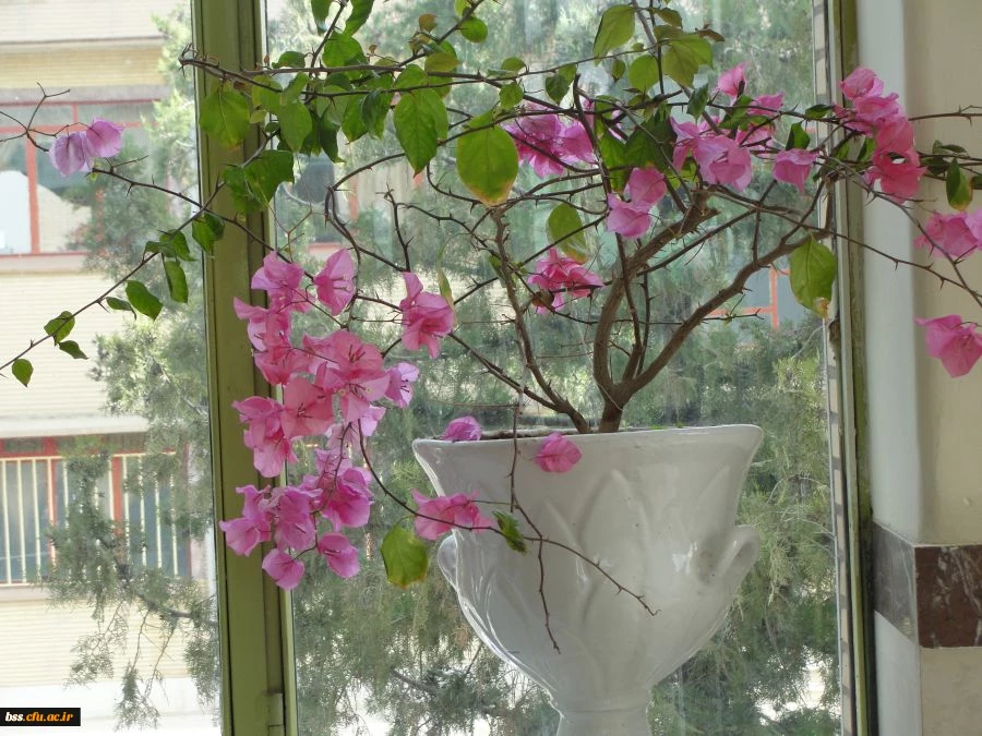 گلهای پردیس