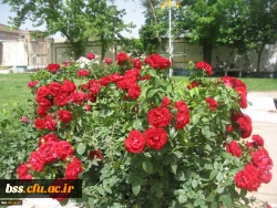 گلهای پردیس