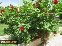 گلهای پردیس