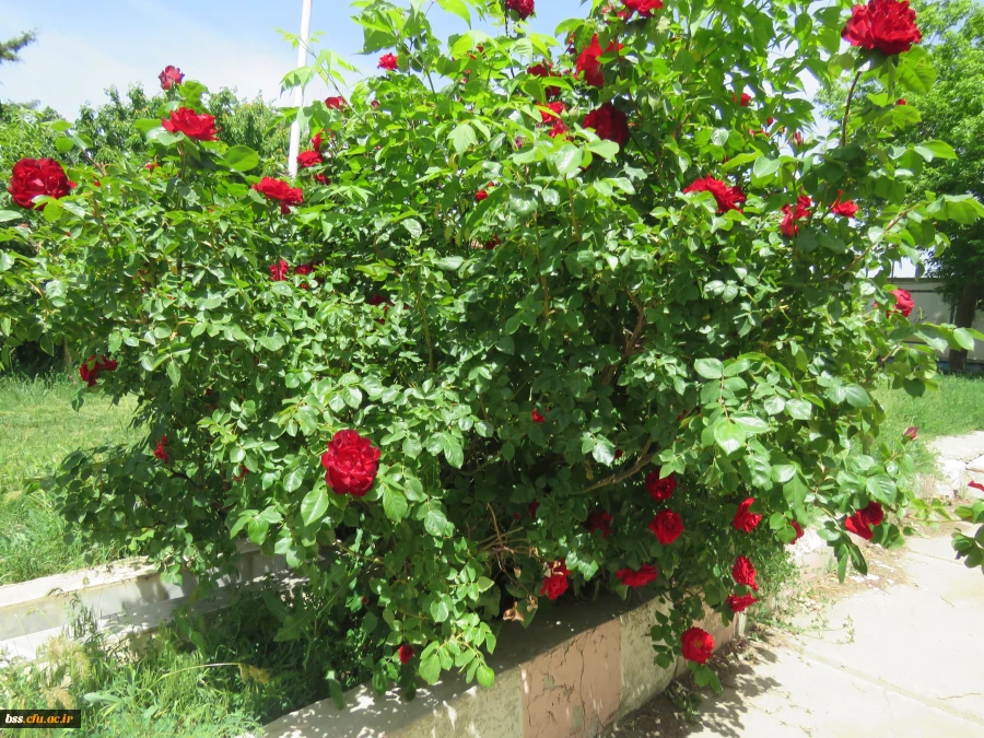 گلهای پردیس