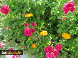 گلهای پردیس