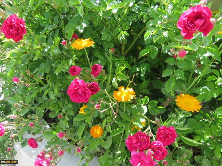 گلهای پردیس