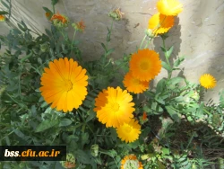 گلهای پردیس