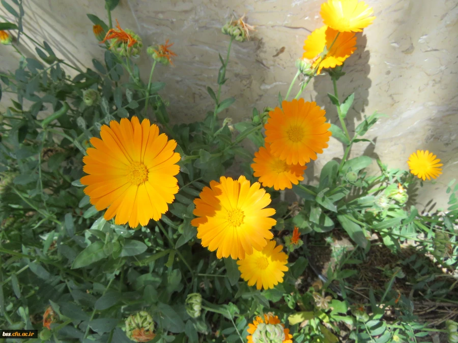 گلهای پردیس