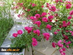 گلهای پردیس