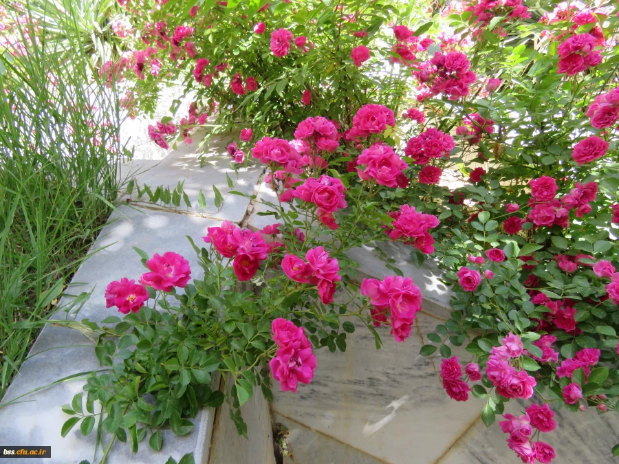 گلهای پردیس