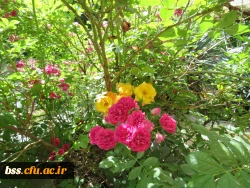 گلهای پردیس