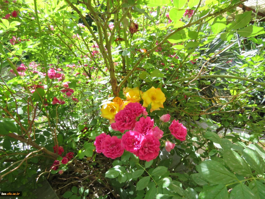 گلهای پردیس