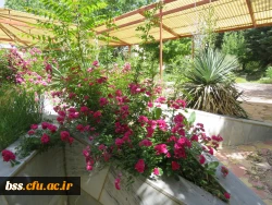 گلهای پردیس