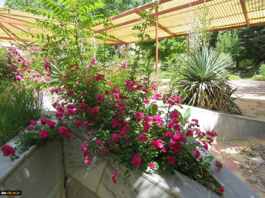 گلهای پردیس