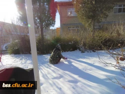 به مناسبت استقبال از بزرگداشت دهه فجر و شادی و شکر گذاری  از بارش نزولات آسمانی برگزار شد :
مسابقه ساخت آدم برفی 4