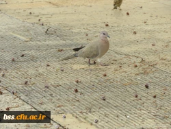 عکس از مرضیه قربانی