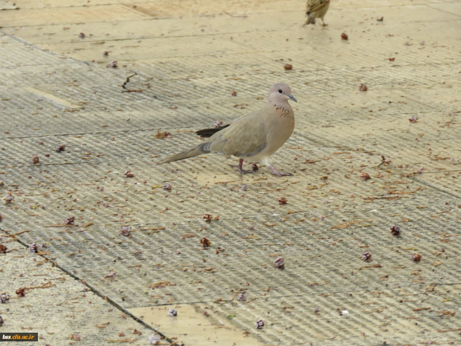 عکس از مرضیه قربانی