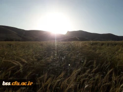 عکس  از اسرین توانا