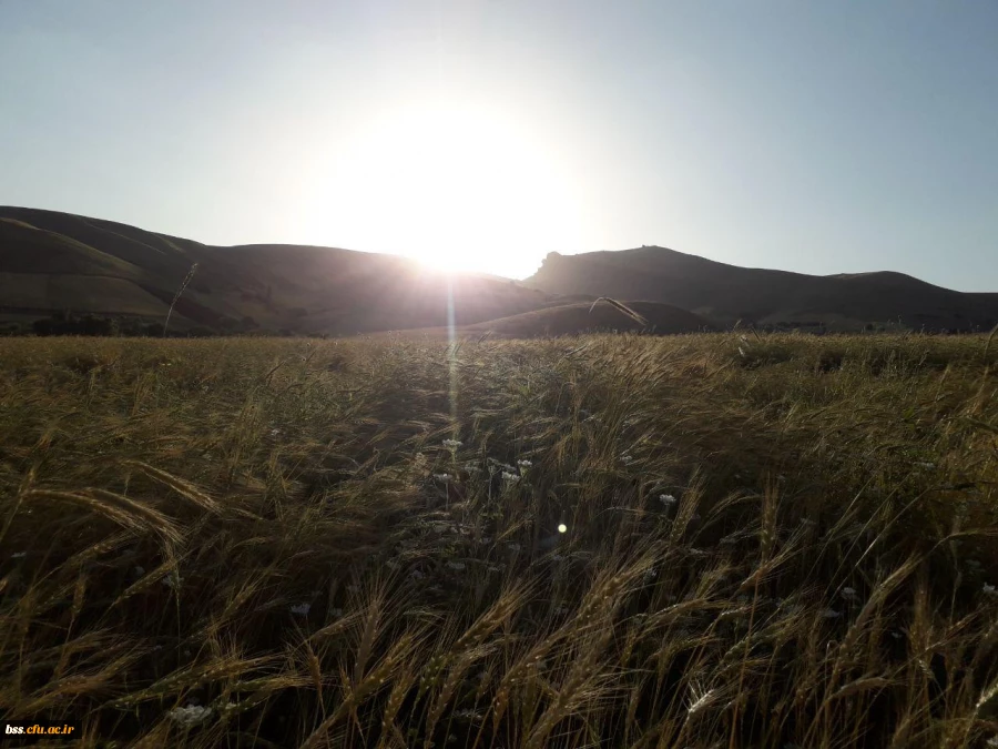 عکس  از اسرین توانا