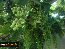 عکس از نگار اسماعیل پور