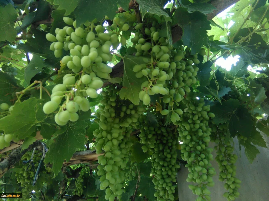 عکس از نگار اسماعیل پور