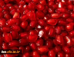 عکس  از هایده امین پور