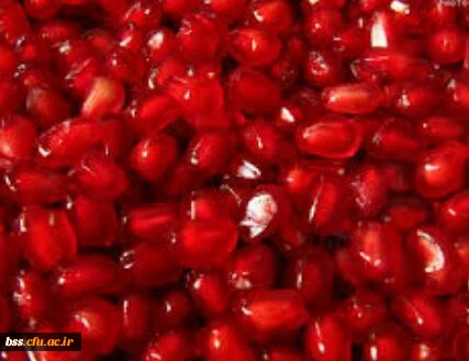 عکس  از هایده امین پور