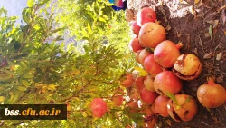 عکس از ژینا شریفی