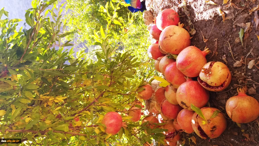 عکس از ژینا شریفی